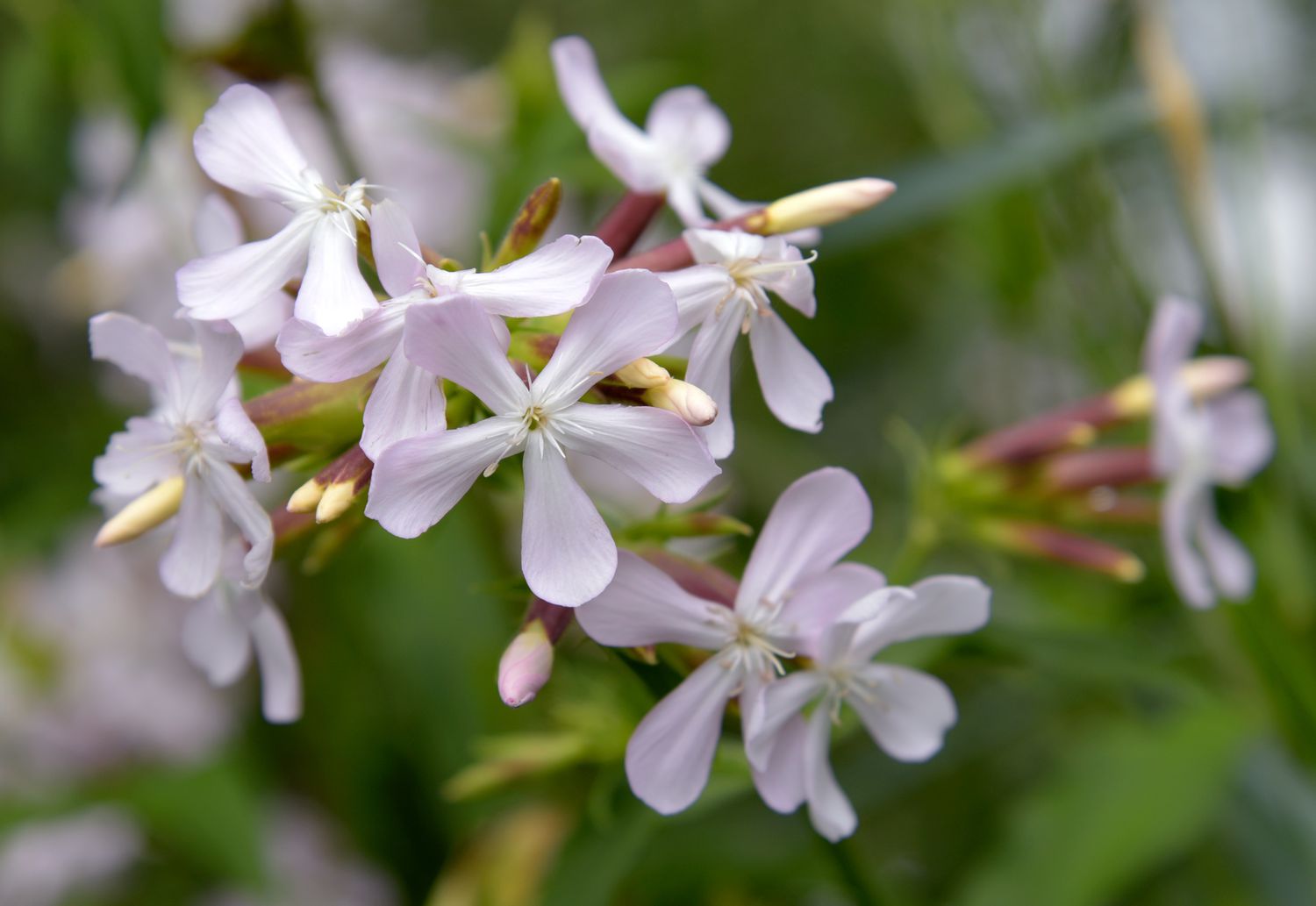 Trailing Soapwort